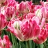 Tapasztalt tanács: hogyan lehet a tulipánokat ősszel a földön ültetni